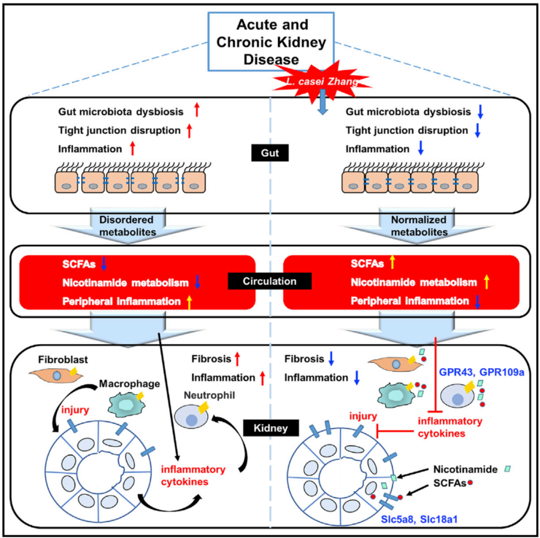 Cell子刊：益生菌可減緩急性和慢性腎臟疾病進(jìn)展