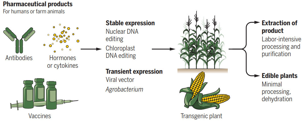 分子農(nóng)場(chǎng)：植物制造的疫苗和療法