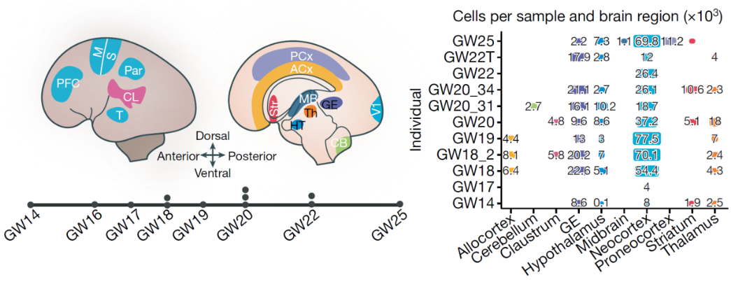 Nature | 單細胞測序繪制人類大腦皮層圖譜，揭示神經發育中分子動態特征