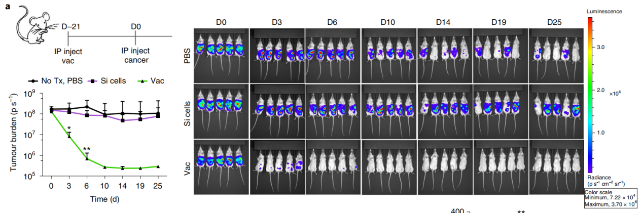 癌癥疫苗重大進展！ 《nature》子刊：科學家發明通過腫瘤細胞的低溫硅化來制造癌癥疫苗的技術