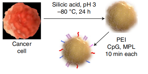 癌癥疫苗重大進展！ 《nature》子刊：科學家發明通過腫瘤細胞的低溫硅化來制造癌癥疫苗的技術