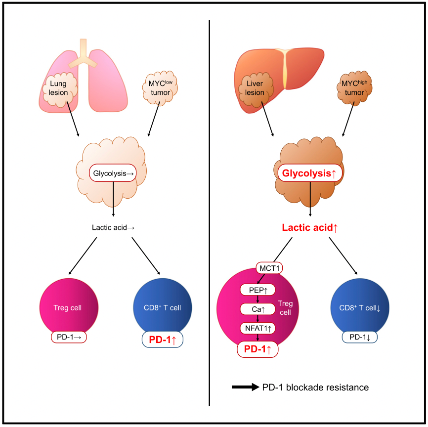 Cancer Cell | 乳酸代謝通過調(diào)節(jié)腫瘤微環(huán)境中PD-1的表達(dá)決定了腫瘤免疫治療的有效性