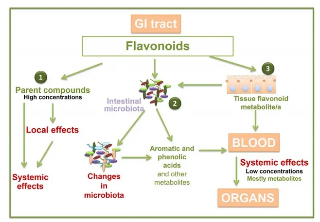 黃酮類化合物調節腸道菌群的研究