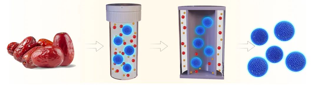 貧血吃大棗？鄭州大學合作揭示大棗治療貧血的分子機制